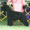 Darbydale's Freestyle Pouch Cove - Olivia in the show ring.  Olivia is Tux littermate