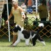 Ch. Darbydale's Full Throttle Pouch Cove - Jet shown at the 2009 PWDCA National Specialty.  Jet is a littermate to Tux as well.