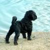 Palin at 6.5 weeks old - Sony puppy from her last litter.  What a beautiful rear.