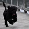 Ave at 6 months old running down the dock to her family.  Ave is a Sony puppy.